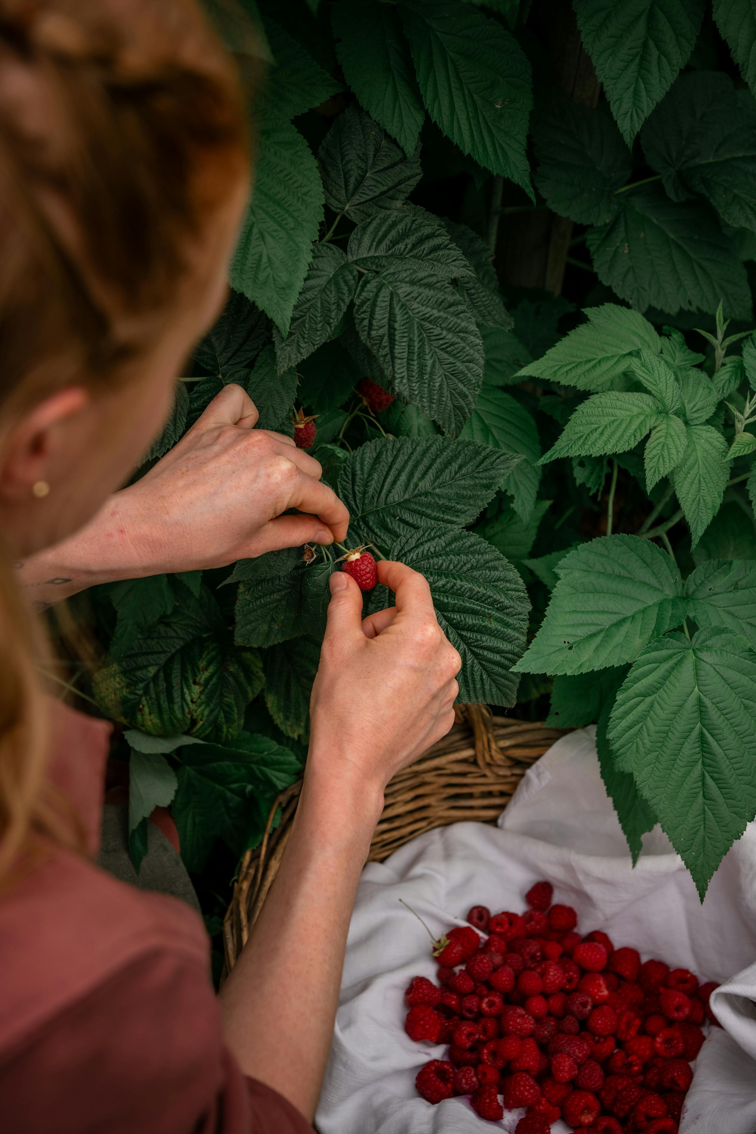 Framboises Andros